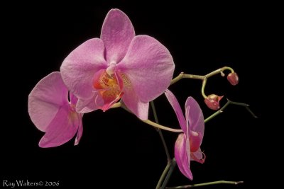 Carole's Orchid