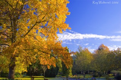 Autumn Colours, Cheltenham Cemetery