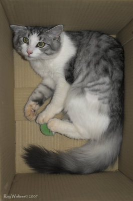 Daisy in a Box