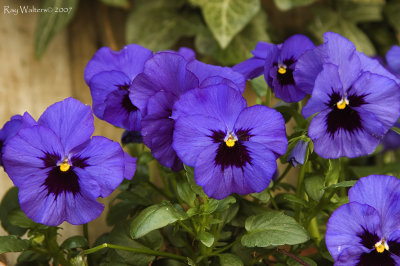 Pansies