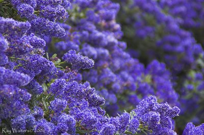 Ceanothus - 'Californian Lilac'