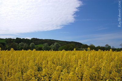 White, Blue and Yellow