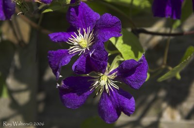 Clematis