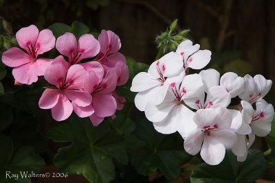 Pink and White Geraniums