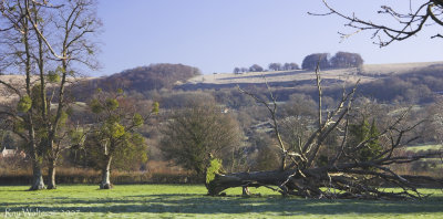 Fallen Tree at Prestbury