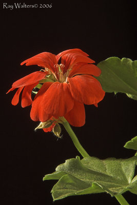 Red Geranium