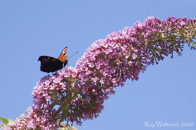 Rodb_Butterfly_sR_240706_PhB copy.jpg