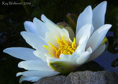 Water Lily - Painswick
