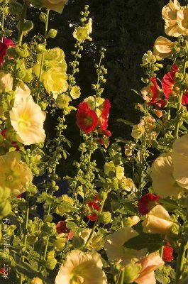 TivoliHollyhocks2_sR_160706_049-01_PhB copy.jpg