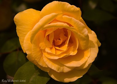 YellowRose2_sR_040606_r_PhB copy.jpg
