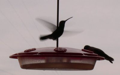 Humming Birds at the Hotel, El Fuerte