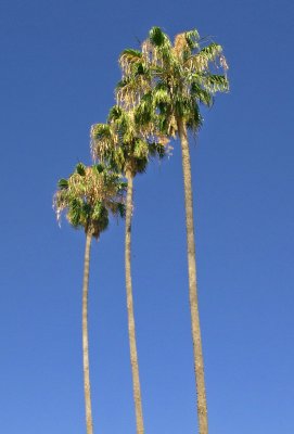 Palm Trees at El Tule