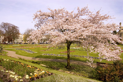 Cherry Blossom, Imperial Gardens