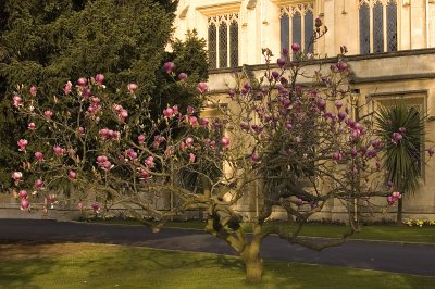 Cheltenham College