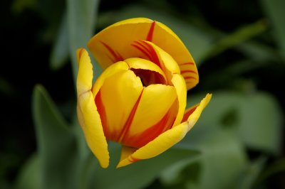 Grosmont Tulip