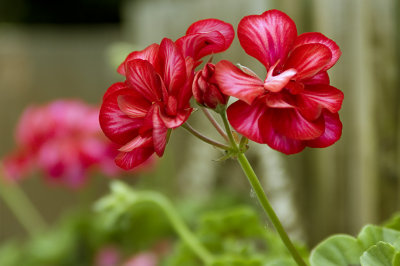 Ivy Geranium