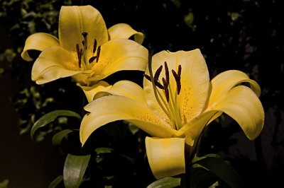Lilies_180707_015.jpg