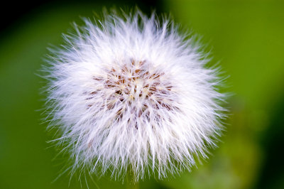 Dandelion Clock