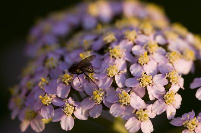 MacroT2_100807_023.jpg