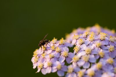 MacroT2_100807_025.jpg