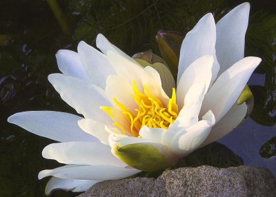 Water Lily - Painswick