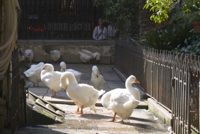 _MG_2707.jpg