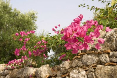 hellas2006-0532.jpg