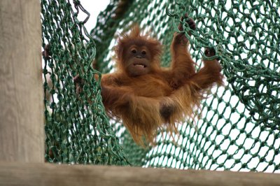 Cheeky Baby Orangutan