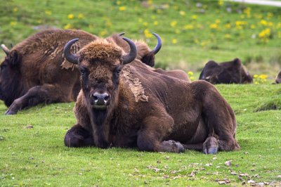 European Bison