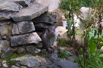 Scottish Otter 1