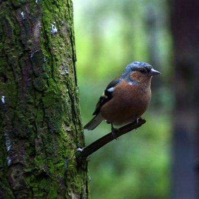 Chaffinch