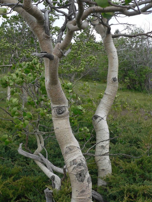 Aspens twisted.jpg