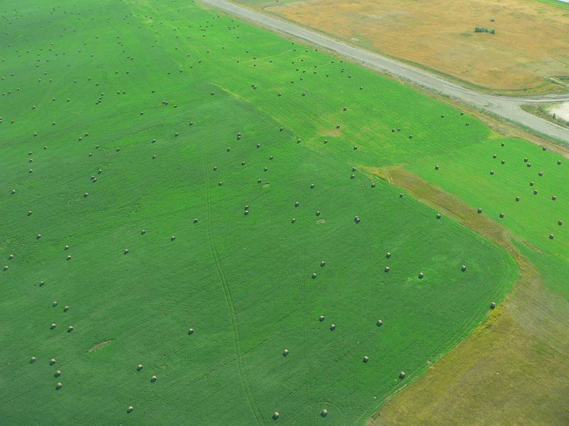 Bales, near Wabamun.jpg