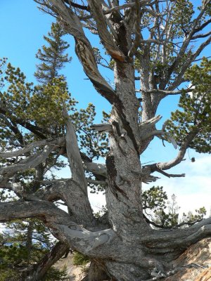Pine vertical.jpg