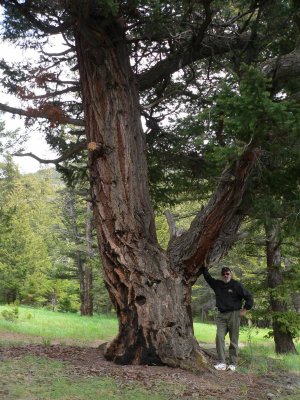 That's me trying unsuccessfully to hold up that big branch!

I measured the tree with my tape and the girth at the base was 15 feet.

This is one of the oldest trees in the area, about 700 years old.