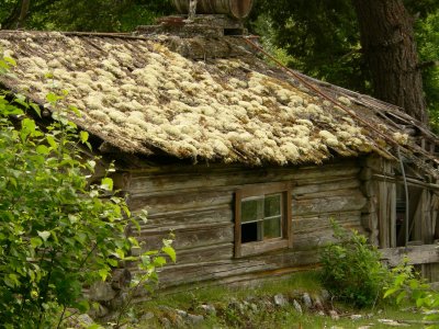 Moss covered cabin.jpg