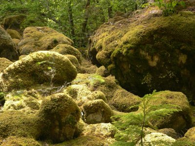 mossy boulders.jpg