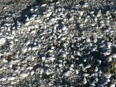 Shells, Choelquoit lake