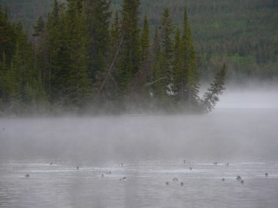 Waterfowl mist.jpg