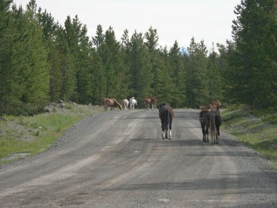 Hundreds of wild horses roam the Chilcotin plateau, particularly around the Brittany Triangle northeast of Chilko Lake.