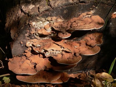 Bracket fungi.jpg