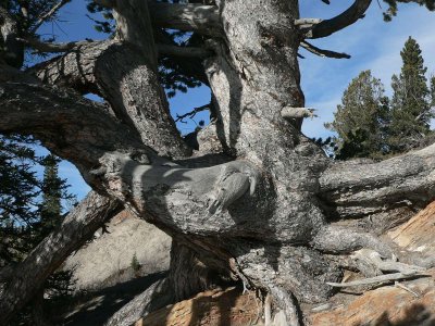 The ancient pine Whirlpool point.jpg