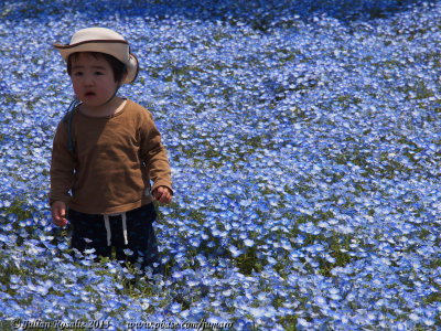 Child and Nemophila