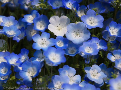 Nemophila