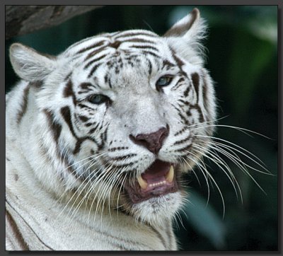  Tiger Tiger