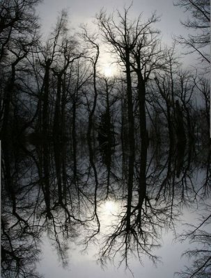 Reflection_TurnagainArmTrail_Reflection_05Feb2006_ 001.jpg
