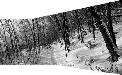 TurnagainArmTrail_19Jan06_101apcesbw.jpg