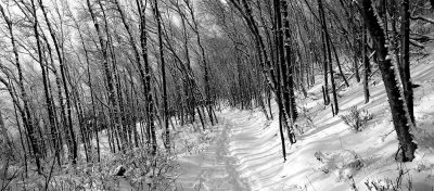 TurnagainArmTrail_Jan06_101bw.jpg