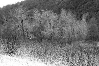 Turnagain_10Dec2006_ 010acsbw.jpg