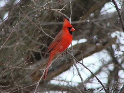 Northern Cardinals